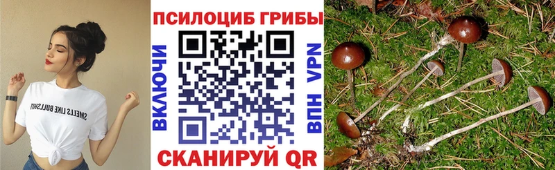 Купить  Арск  Галлюциногенные грибы Cubensis 
